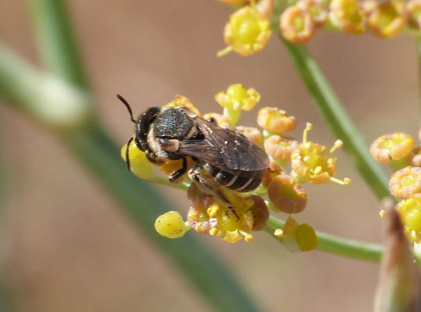 Apina tozza: femmina di Nomiapis sp.